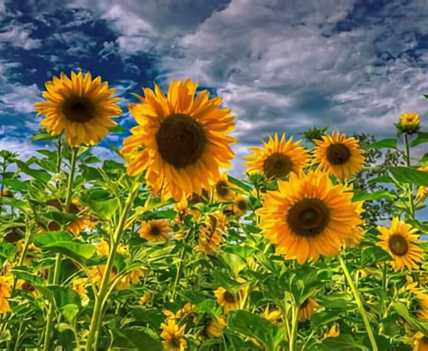 SunflowersHead